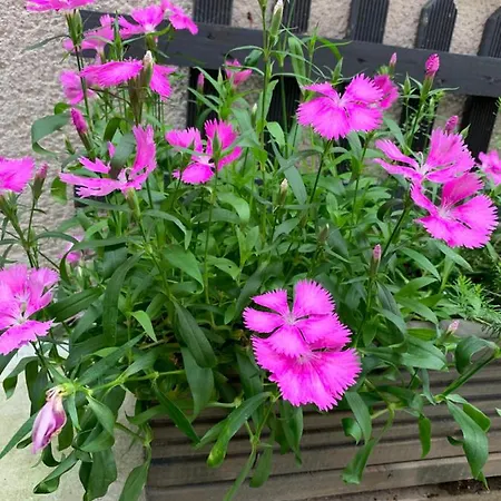 Staycation With Parking Included York