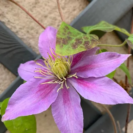 Διαμέρισμα Staycation With Free Parking *