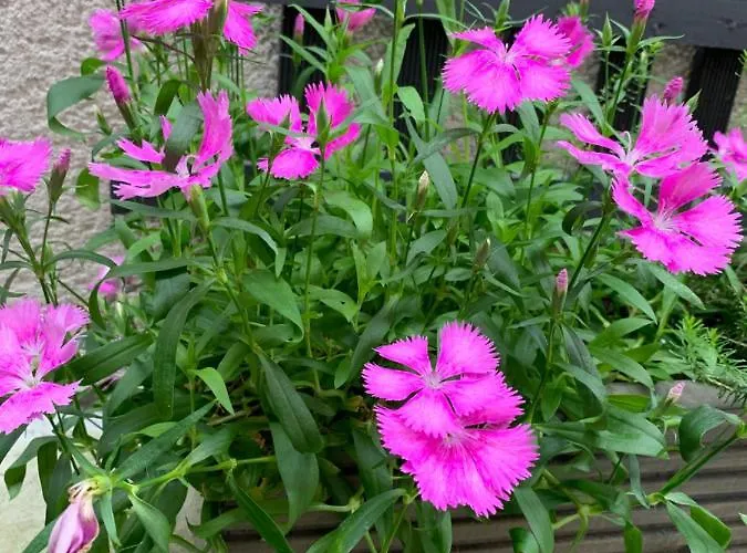 Staycation With Parking Included York