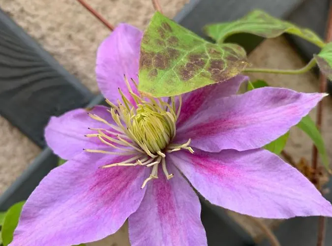 Appartement Staycation With Parking Included *